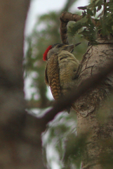 Campethera punctuligera