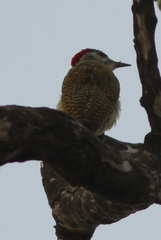 Campethera punctuligera