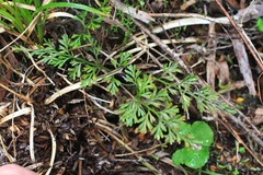 Asplenium richardii