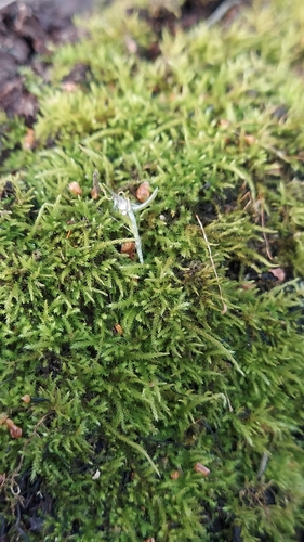 tangled thread moss (Hygroamblystegium varium)