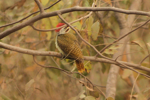 Fine-spotted Woodpecker (Campethera punctuligera), photo 10