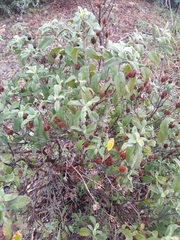 Cistus creticus eriocephalus