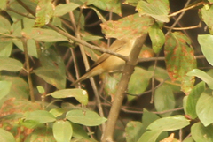 Locustella luscinioides