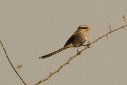 Yellow-billed Shrike