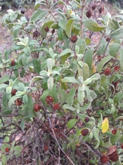 Cistus creticus eriocephalus