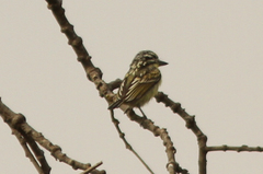 Pogoniulus chrysoconus