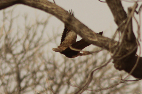 Savile's Bustard (Lophotis savilei), photo 4