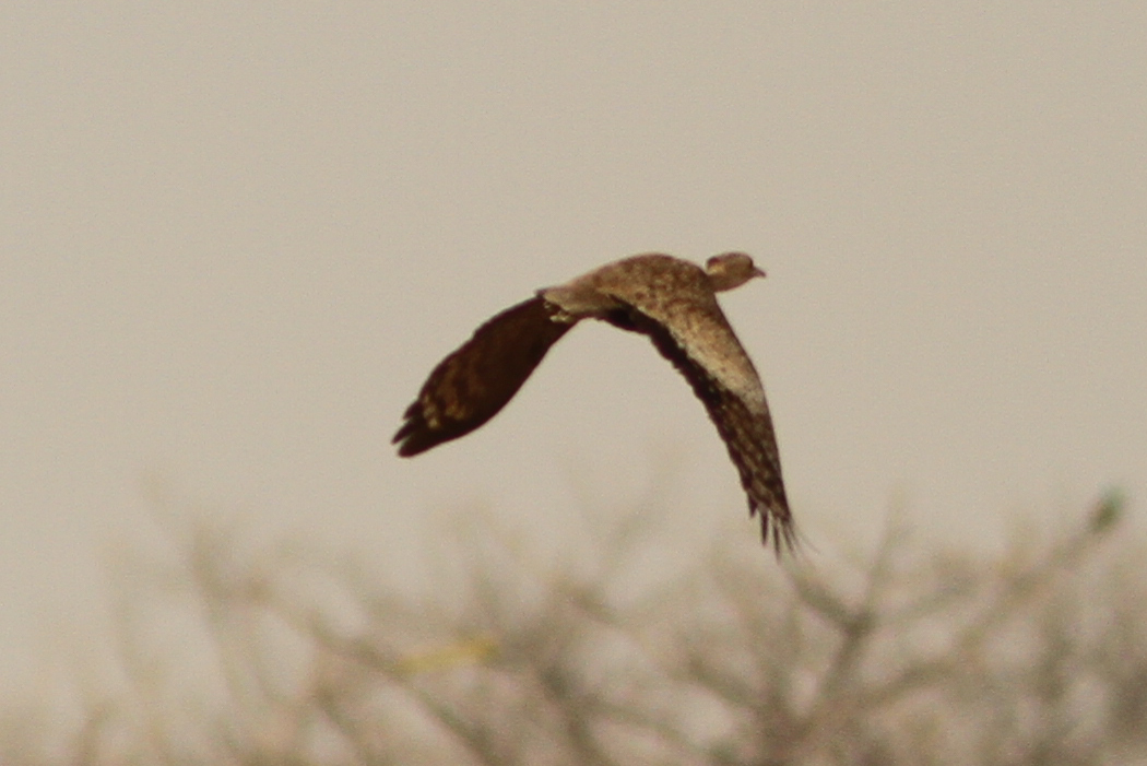 Savile's Bustard (Lophotis savilei), photo 3