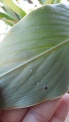 Ceroplastes stellifer