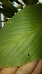 Ceroplastes stellifer