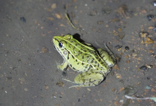 Black-spotted Frog