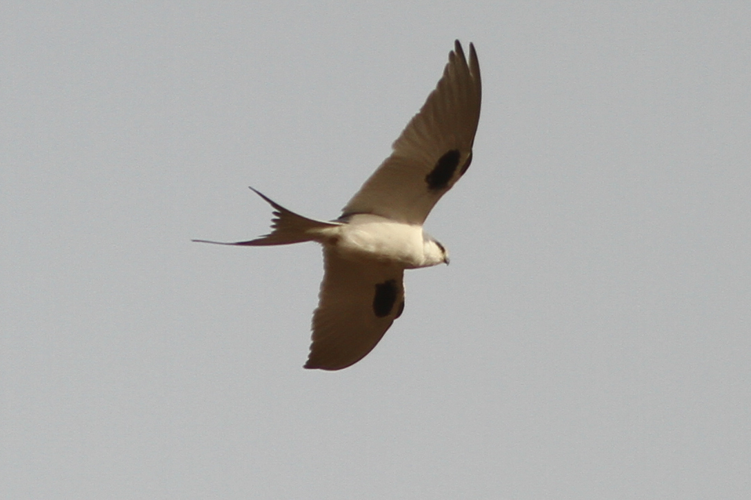 Scissor-tailed Kite (Chelictinia riocourii), photo 4