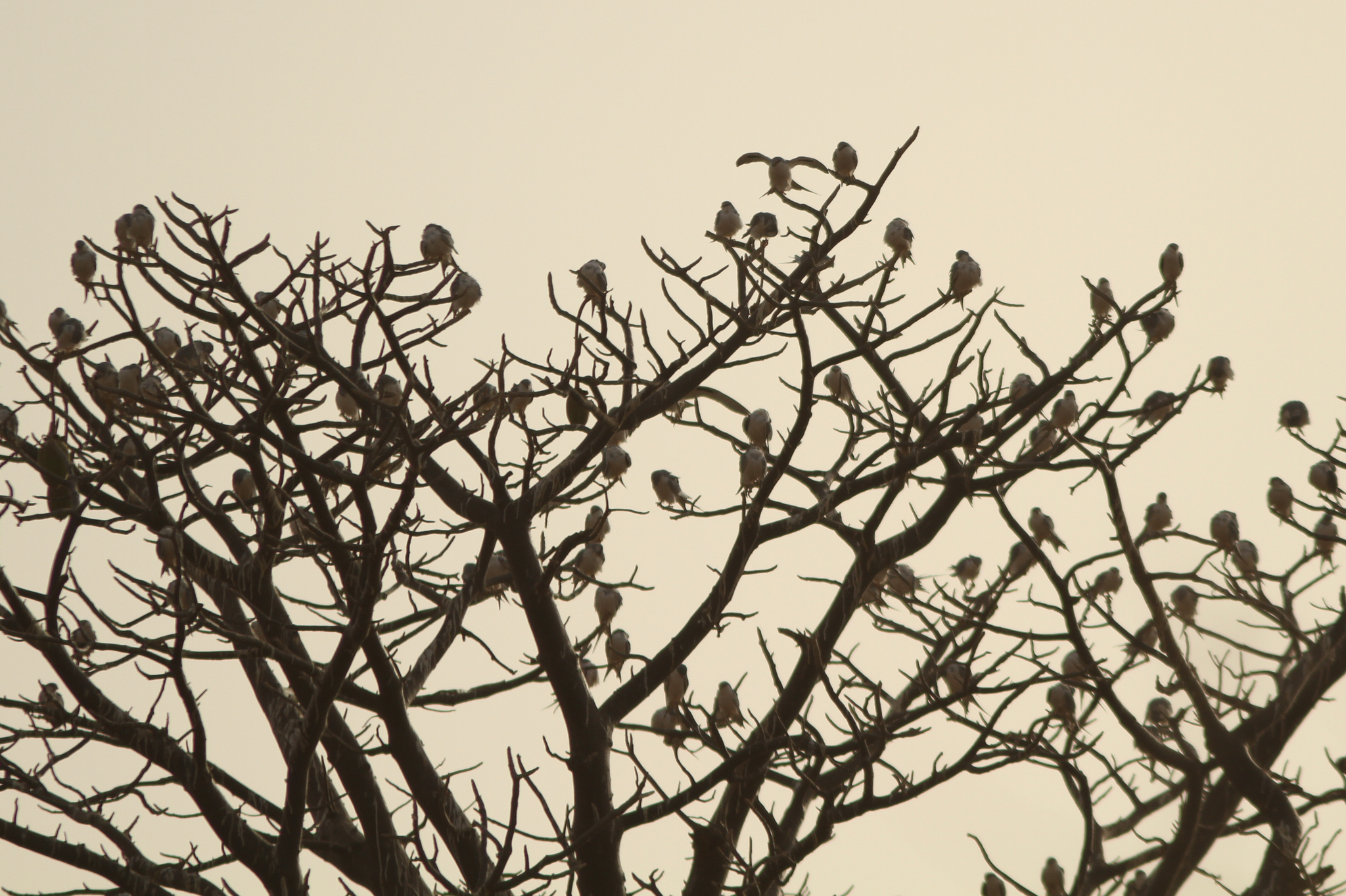 Scissor-tailed Kite (Chelictinia riocourii), photo 2