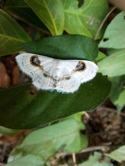 Problepsis delphiaria