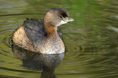 Podilymbus podiceps