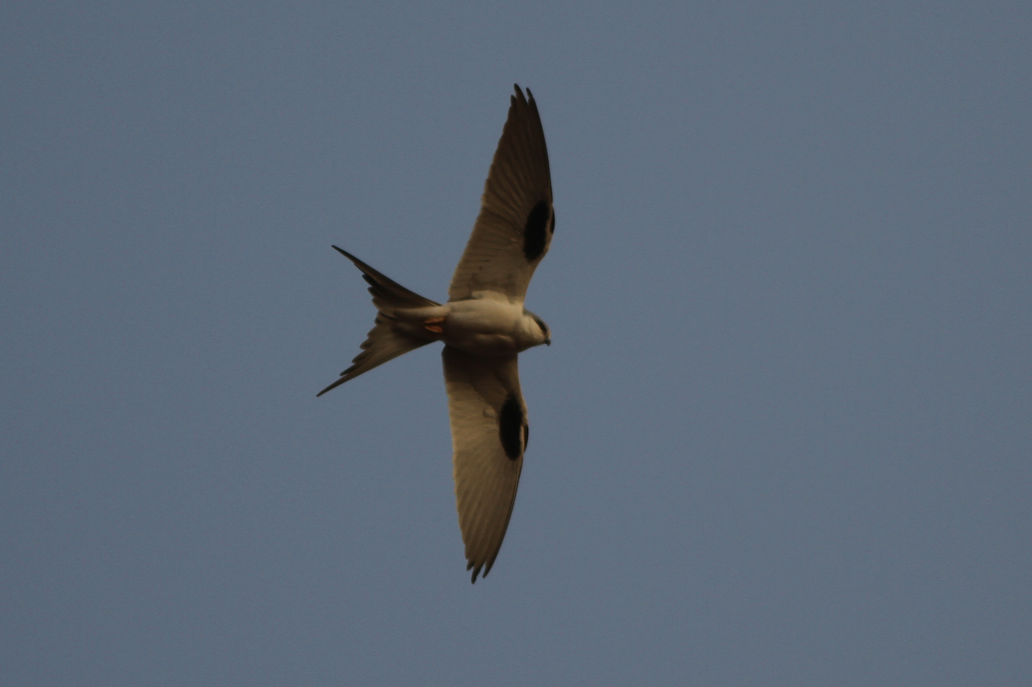 Scissor-tailed Kite (Chelictinia riocourii), photo 3