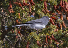 Junco hyemalis image