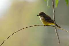 Pyrocephalus rubinus