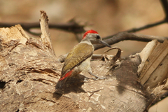 Chloropicus goertae