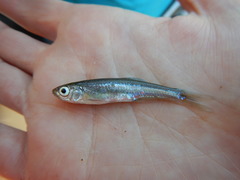 Ribbon Shiner photo 2