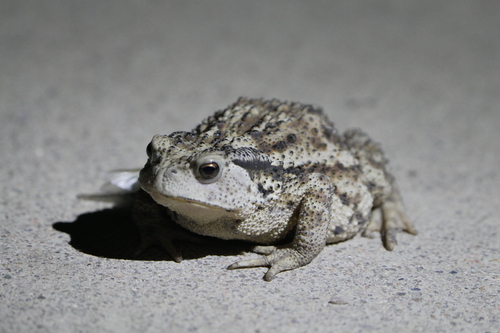 Sakhalin Toad