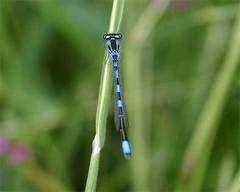 Coenagrion scitulum