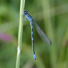 Coenagrion scitulum
