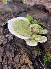 Trametes gibbosa