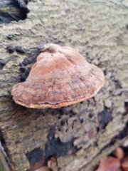 Ischnoderma resinosum