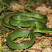Chinese Green Snake - Photo (c) Yu Ching Tam, some rights reserved (CC BY-NC-ND), uploaded by Yu Ching Tam