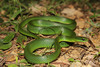 Chinese Green Snake - Photo (c) Yu Ching Tam, some rights reserved (CC BY-NC-ND), uploaded by Yu Ching Tam