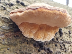 Ischnoderma resinosum