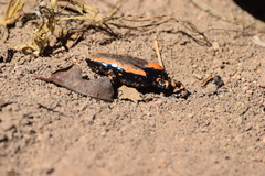 Phrynomantis bifasciatus