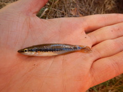 Fundulus olivaceus