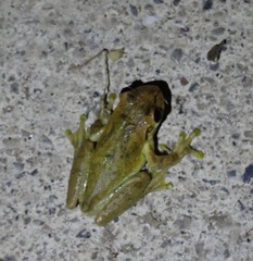 Osteopilus dominicensis