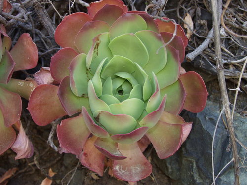 Aeonium canariense