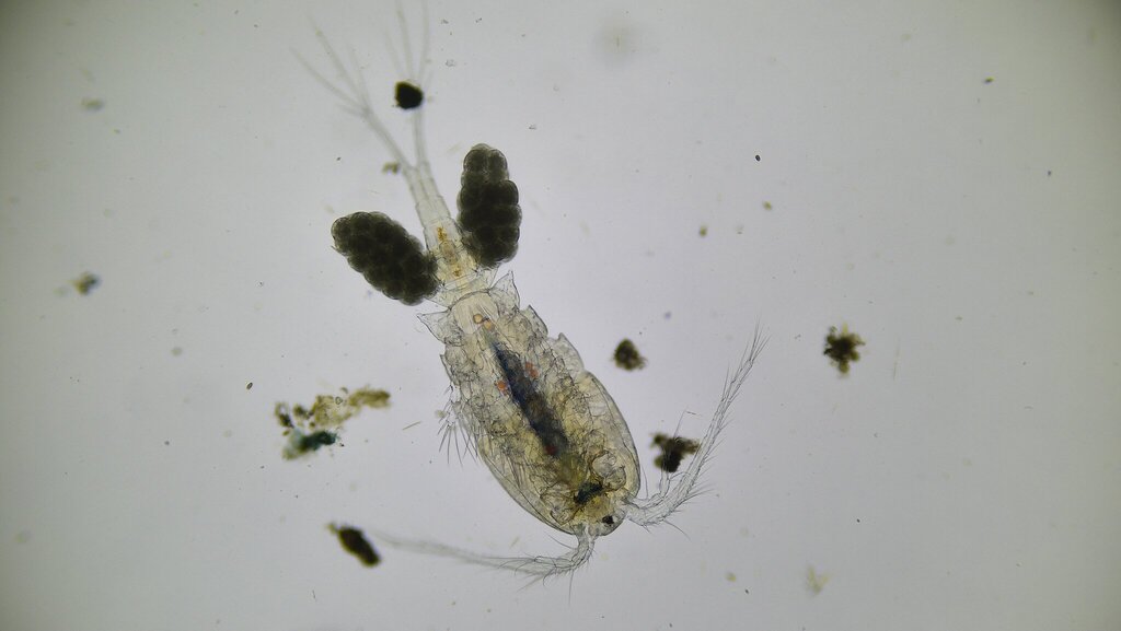Cyclops vicinus vicinus