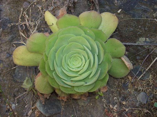 Aeonium canariense