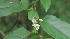 Cletomorpha simulans