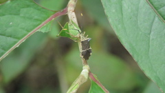 Cletomorpha simulans