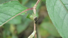 Cletomorpha simulans