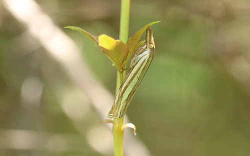 Jackspanner Insect Observations by jack532 · iNaturalist