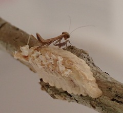 Callimantis antillarum