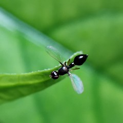 Dicranosepsis