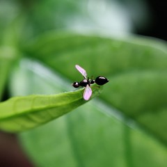 Dicranosepsis