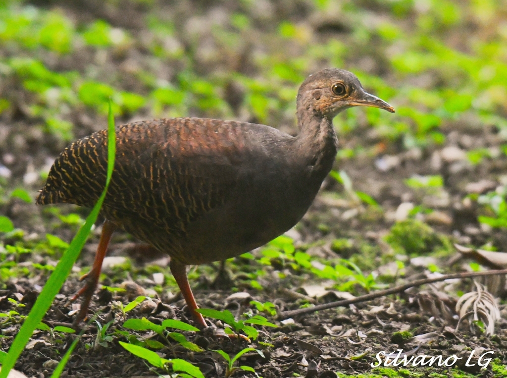 Slaty-Breasted Tinamou