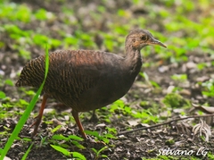 Slaty-Breasted Tinamou photo 1