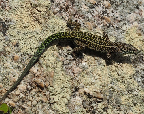 Tyrrhenian Wall Lizard, photo 7 of 7