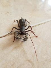 Mastigoproctus formidabilis