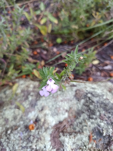 Carpet Sage (Salvia axillaris)